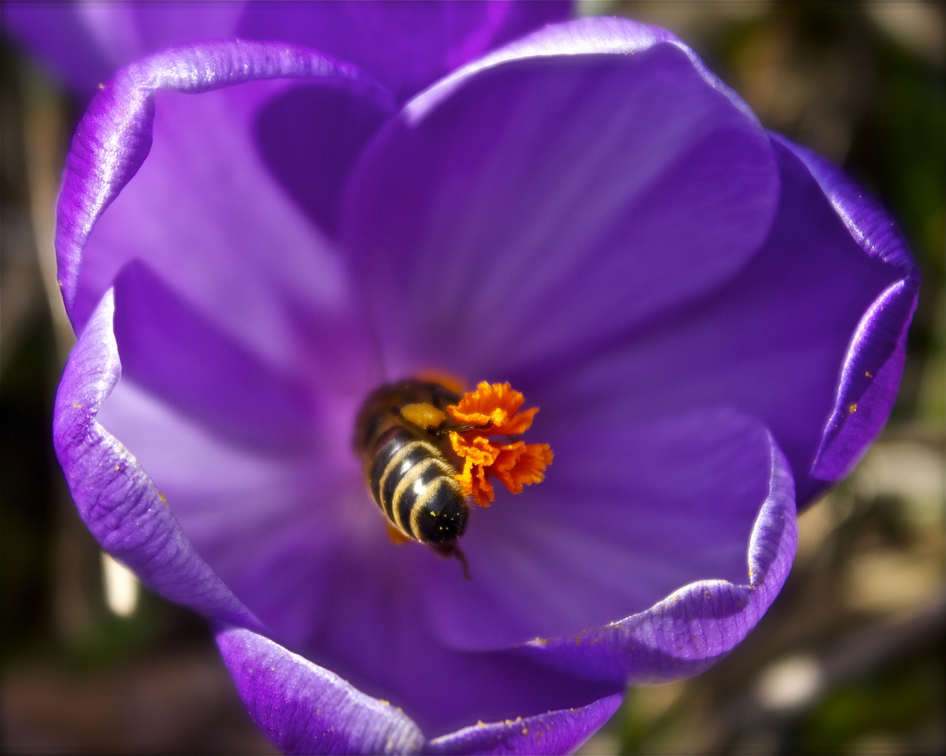 Biene in Krockusblüte