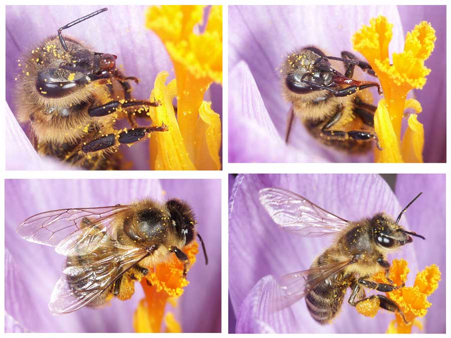 Biene in Krokusblüte