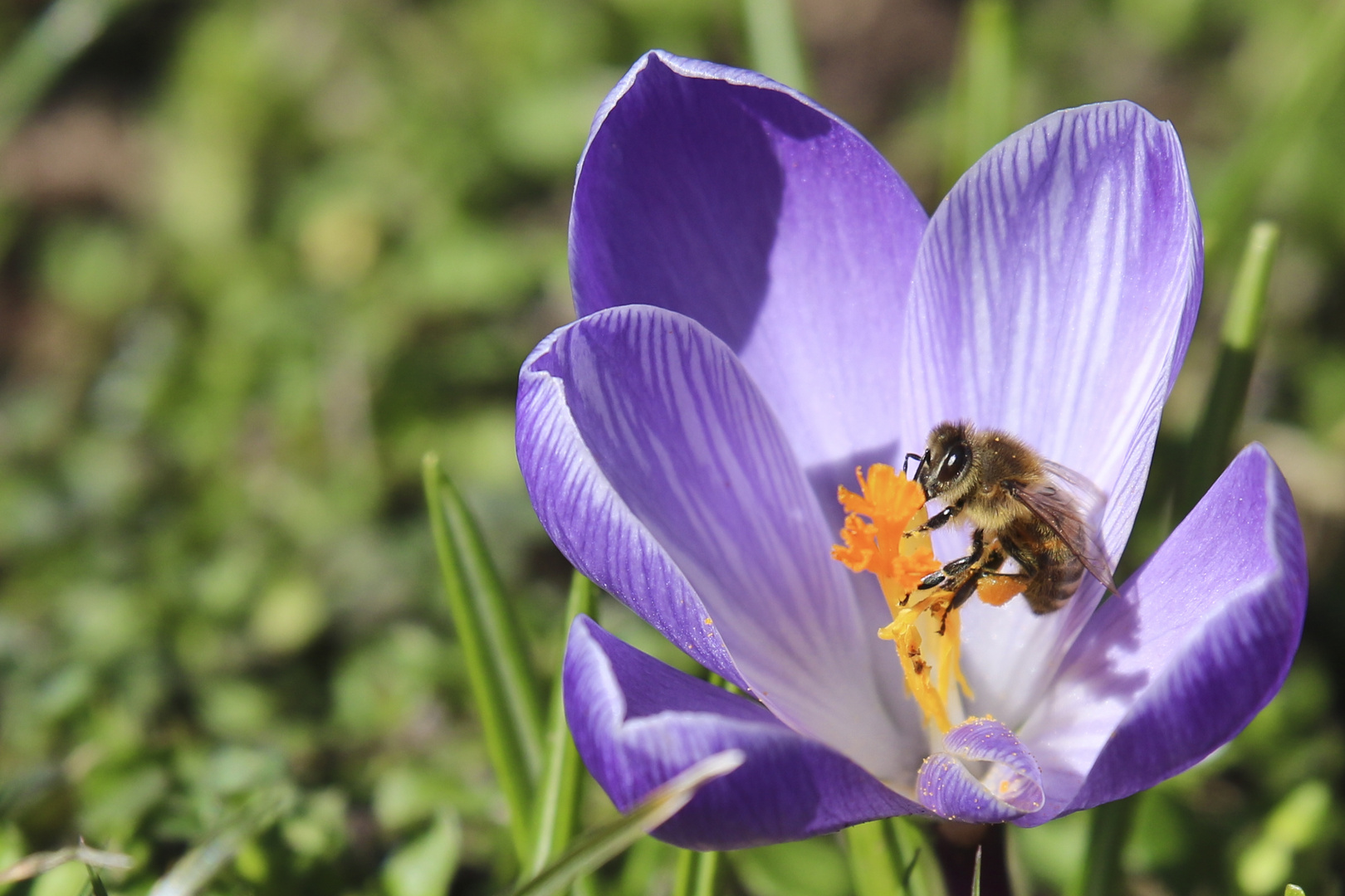 Biene in Krokusblüte