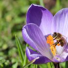 Biene in Krokusblüte