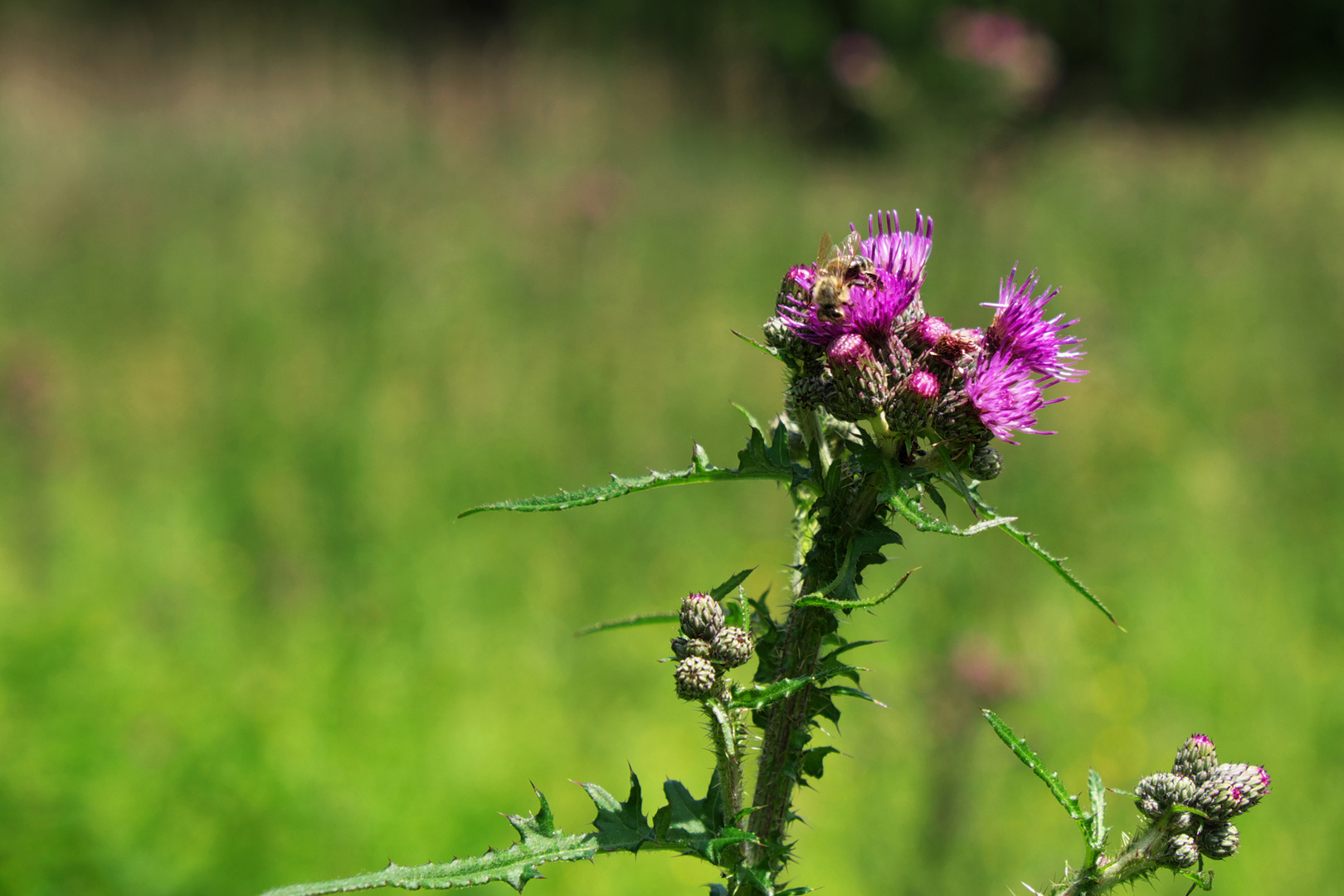 Biene in lila Blume