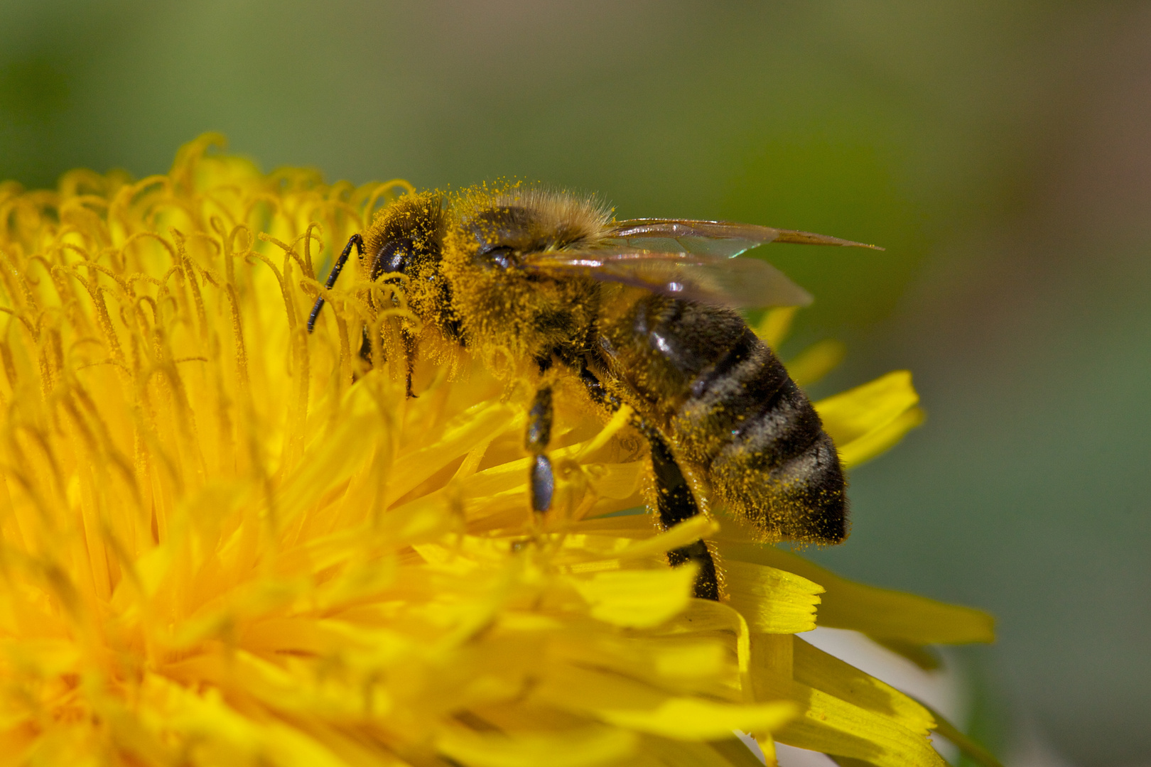 Biene in Löwenzahnblüte