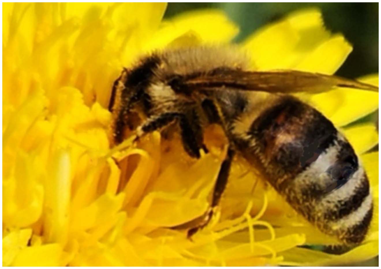 Biene in Makro am Löwenzahn