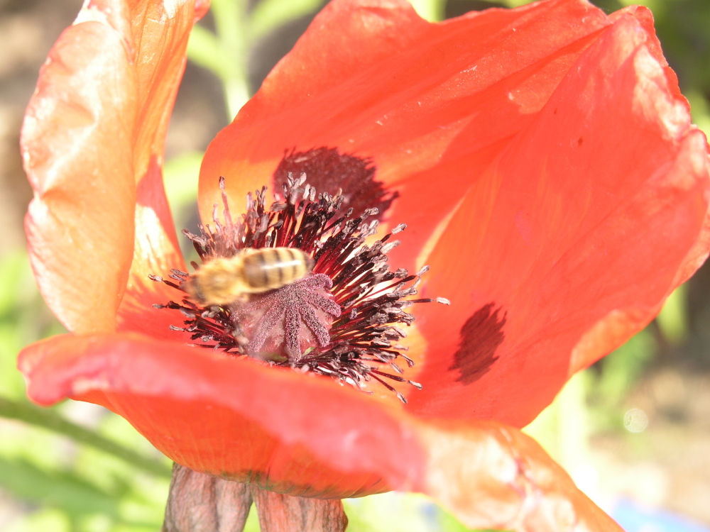 Biene in Mohn