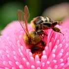 Biene in Norddeutschland - Bee in northern Germany