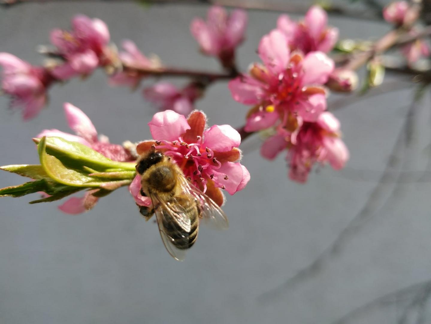 Biene in Pfirsichblüte