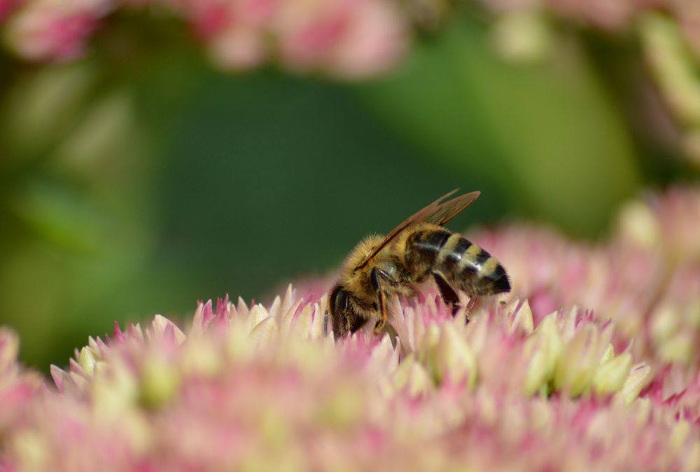 Biene in Rosa