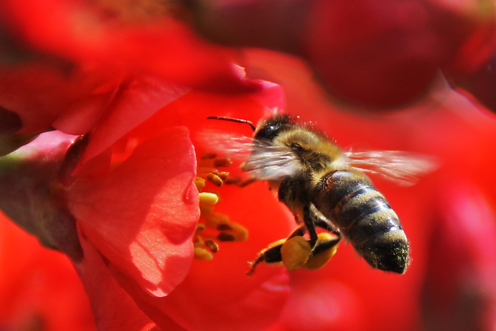 Biene in "ROT"