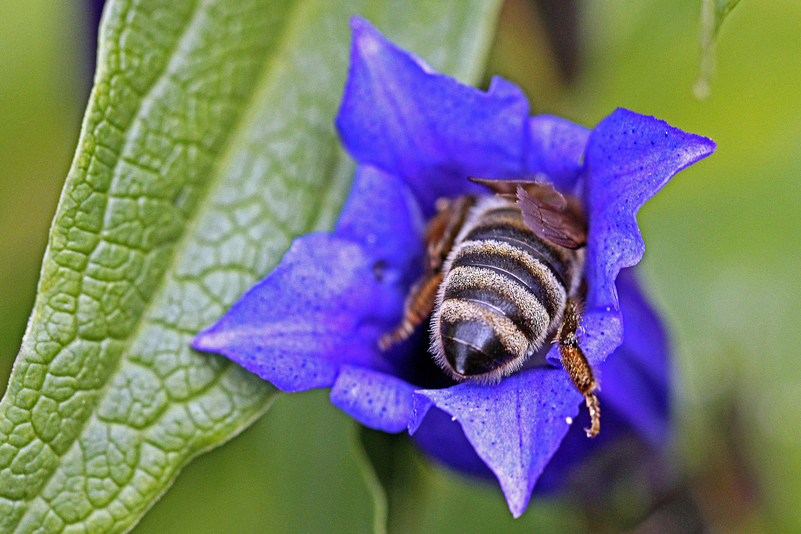 Biene in Schwalbenwurz-Enzian