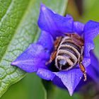 Biene in Schwalbenwurz-Enzian