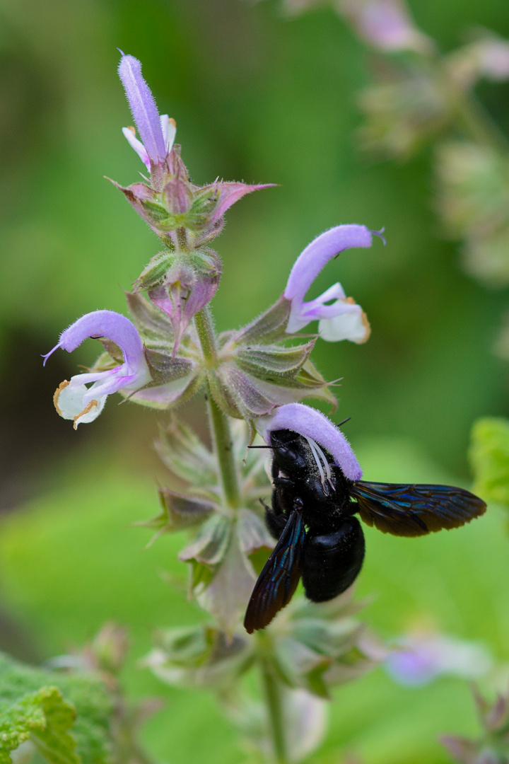 Biene in schwarz