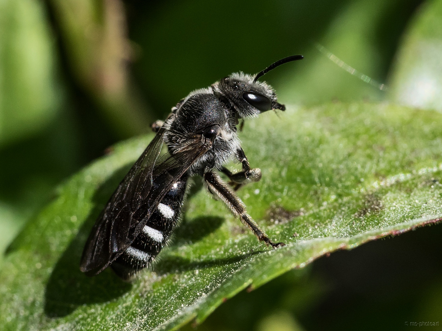 Biene in schwarz-weiß