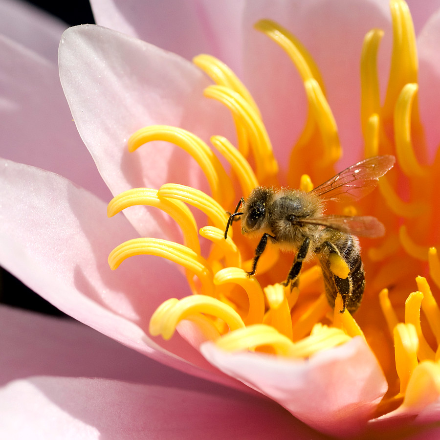 Biene in Seerose
