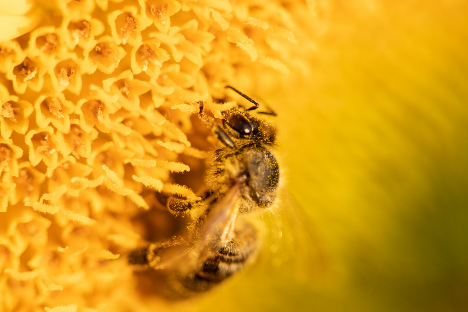 Biene in Sonnenblume