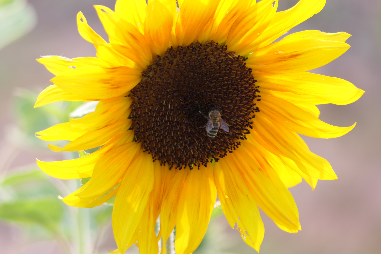 Biene in Sonnenblume