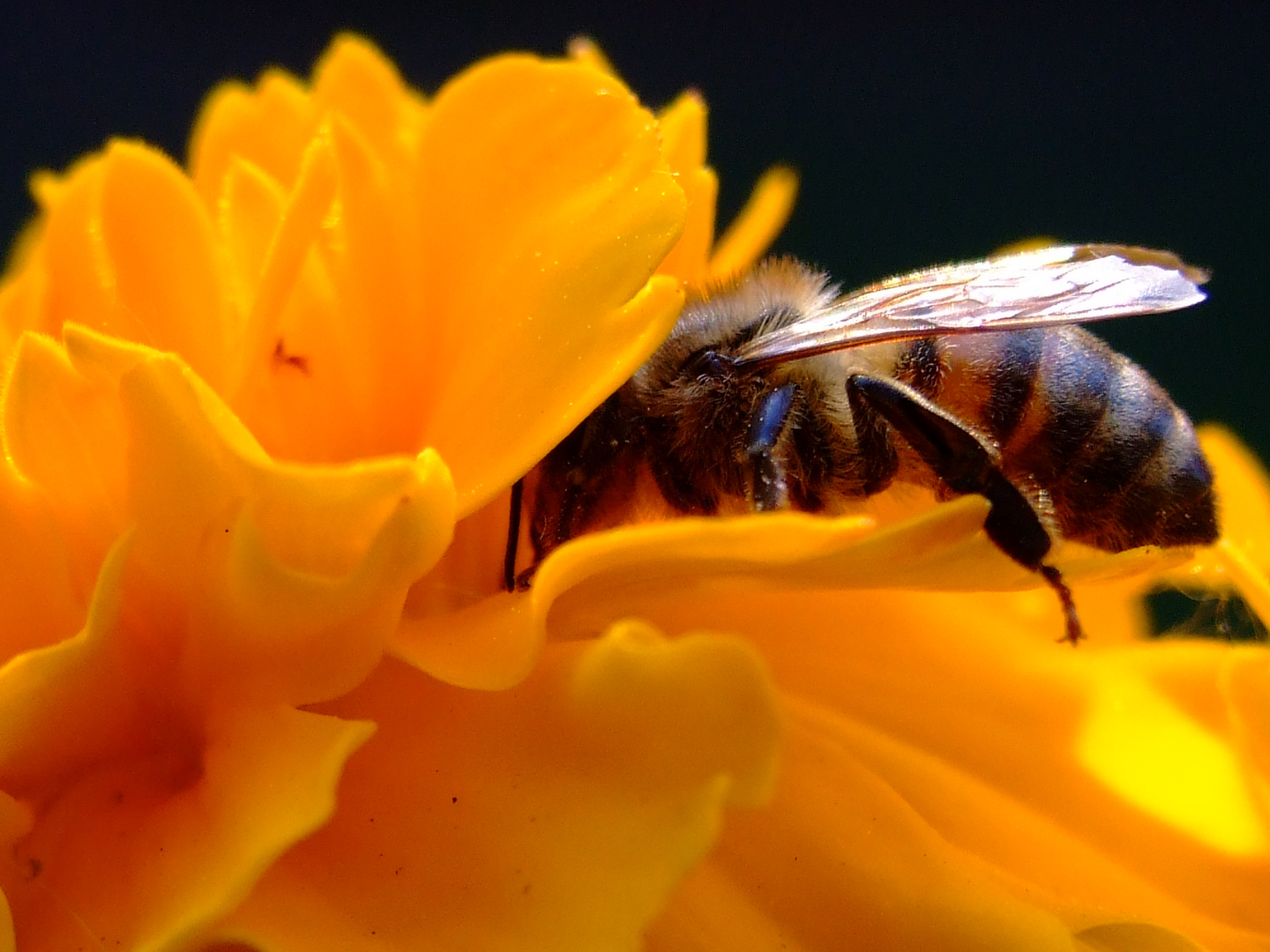 Biene in Tagetes