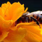 Biene in Tagetes