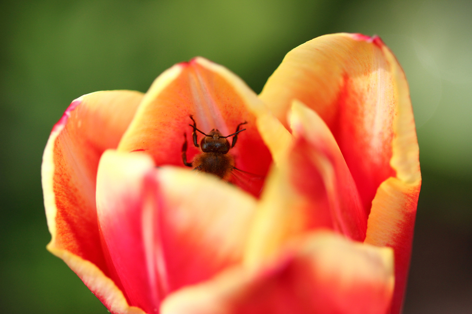 Biene in Tulpe