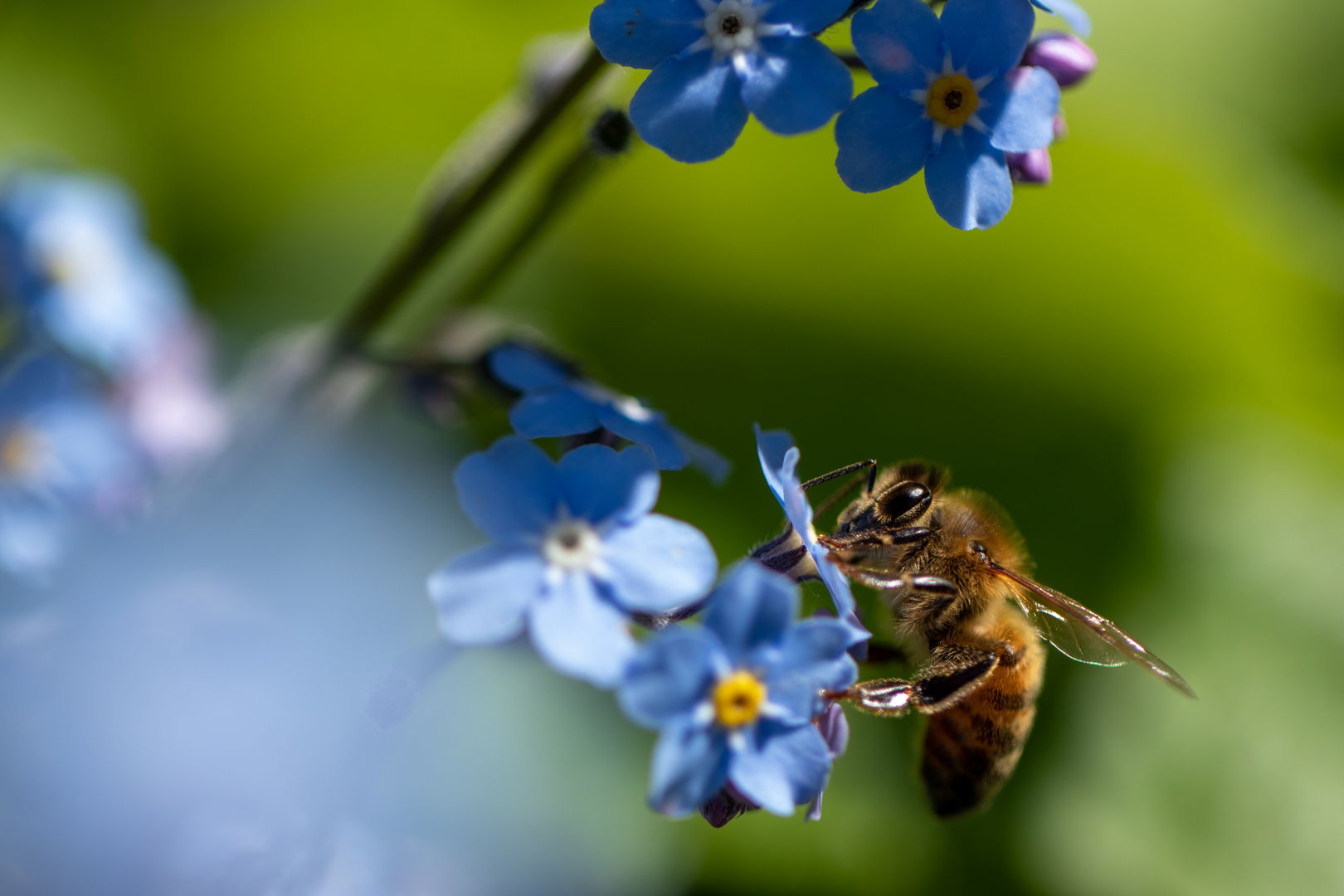 Biene in Vergissmeinnicht