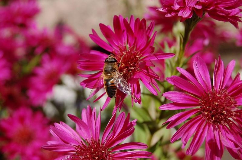 Biene inmitten rosa Blüten