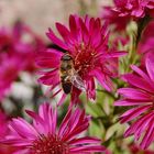 Biene inmitten rosa Blüten