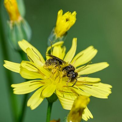 Biene "Jill Masterson"