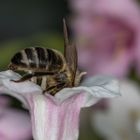 Biene - kopfüber in die Blüte