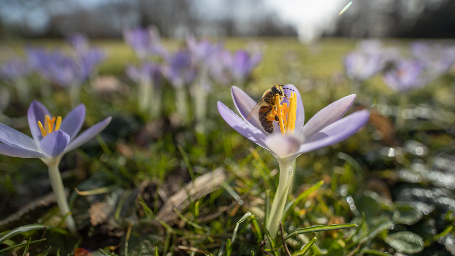 Biene, Krokus, Rasen