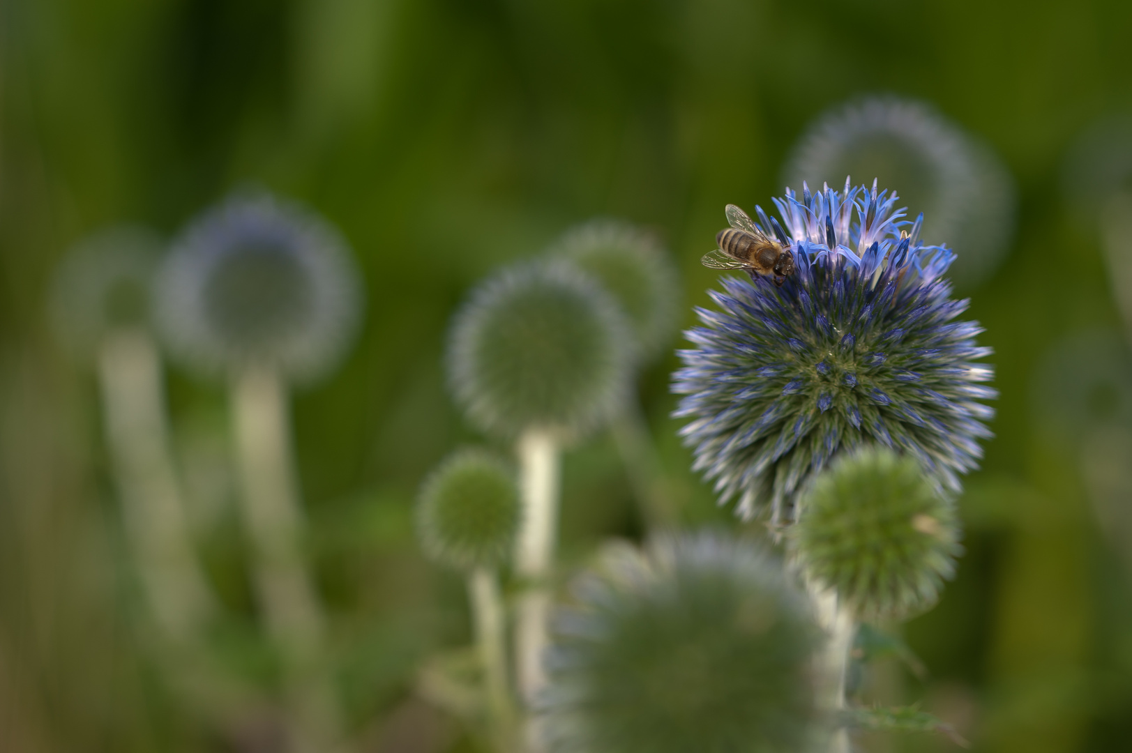 Biene & Kugeldistel