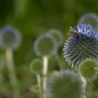 Biene & Kugeldistel