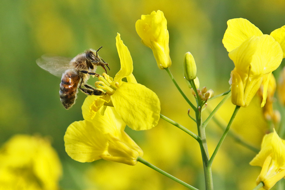 Biene kurz vor dem Abflug an der Rapsblüte