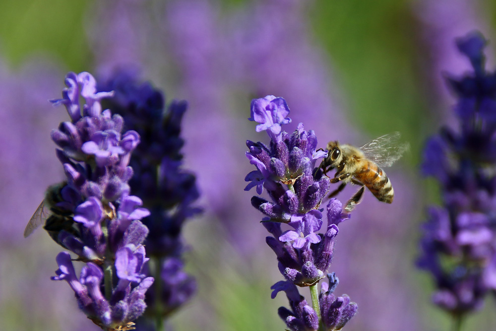 Biene kurz vor der Blüte