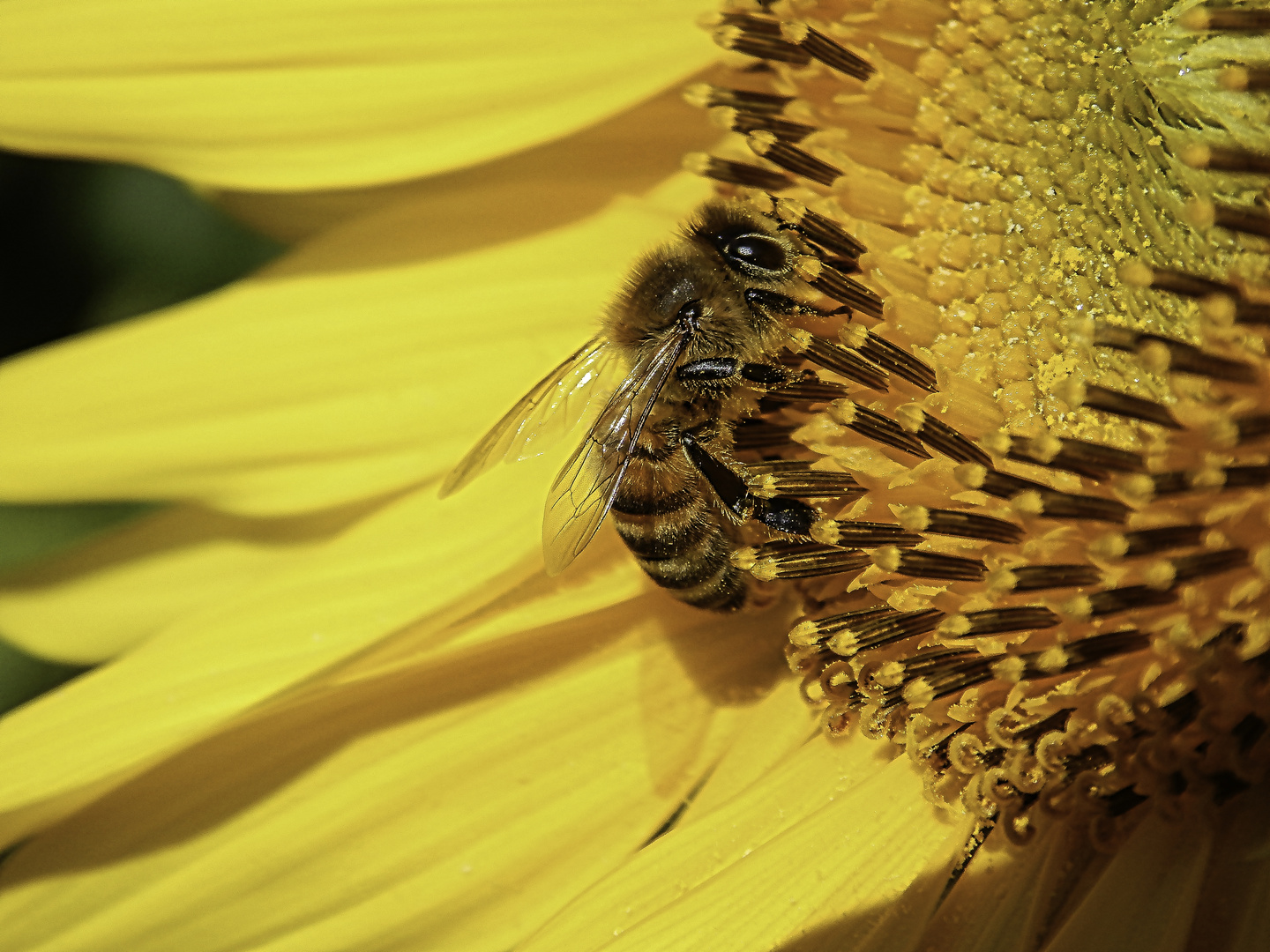 Biene labt sich am Nektar