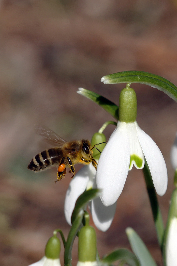 Biene läutet Früling ein