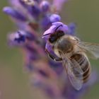 Biene Lavendel