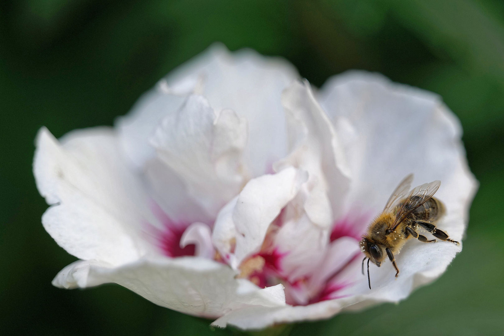 Biene liebt Blume