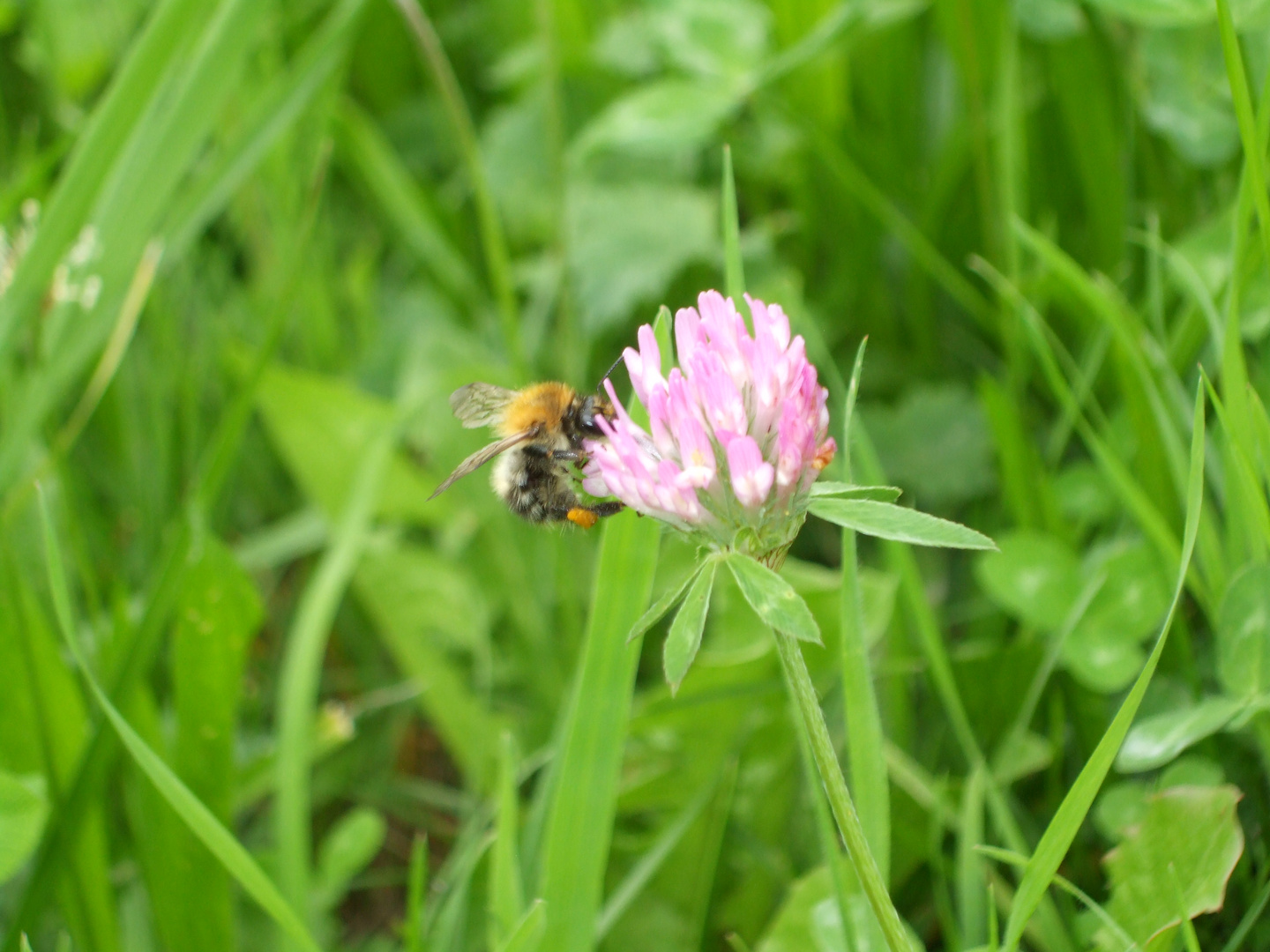 Biene liebt Blume