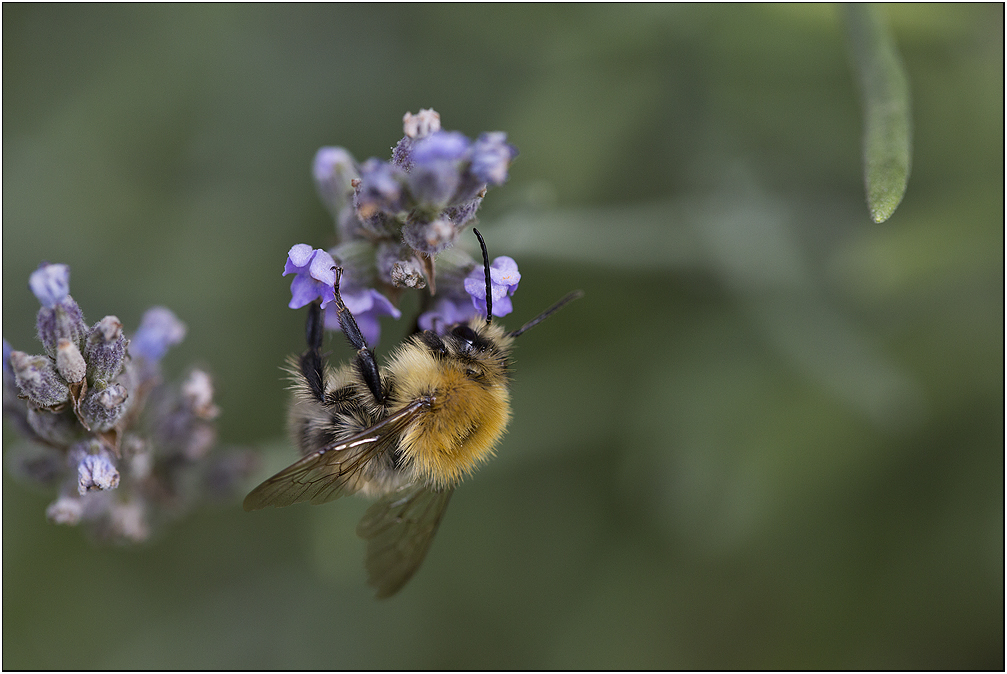 Biene liebt Lavendel