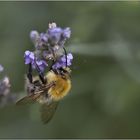 Biene liebt Lavendel