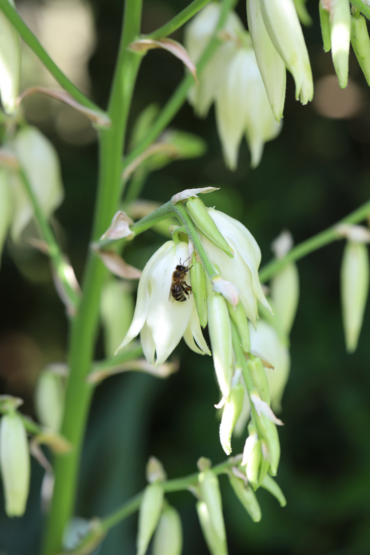 Biene macht Pause auf einer Blüte