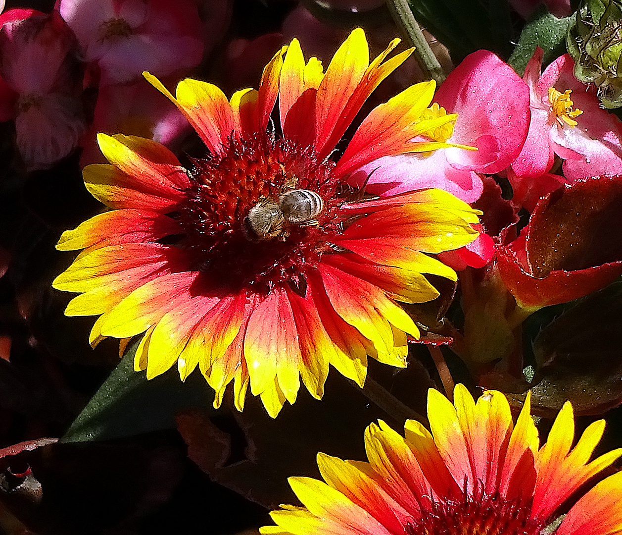 Biene Maja Foto &amp; Bild | pflanzen, pilze &amp; flechten, blüten ...