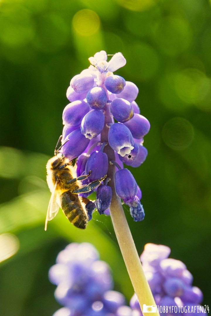 Biene Maja