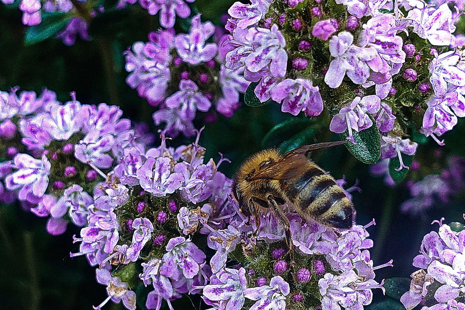 Biene Maja