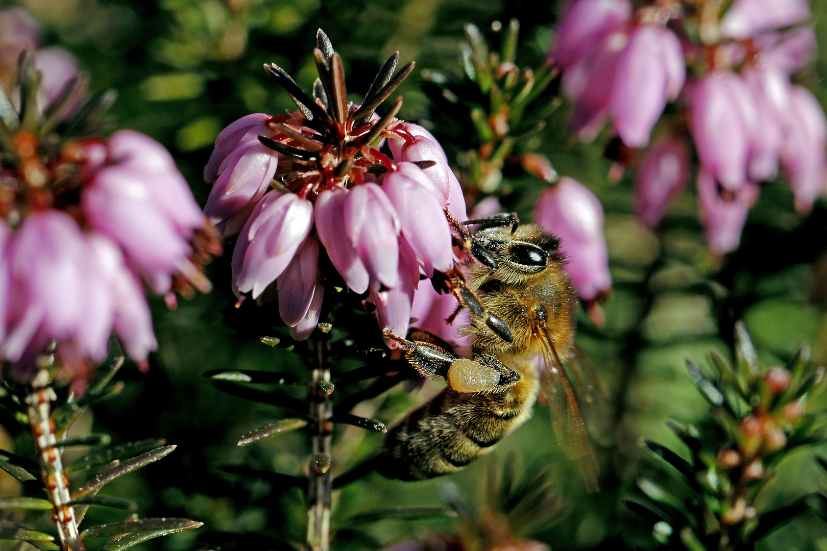 Biene Maja an Heide Erika