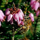 Biene Maja an Heide Erika