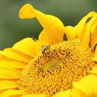 Biene Maja auf der Sonnenblume