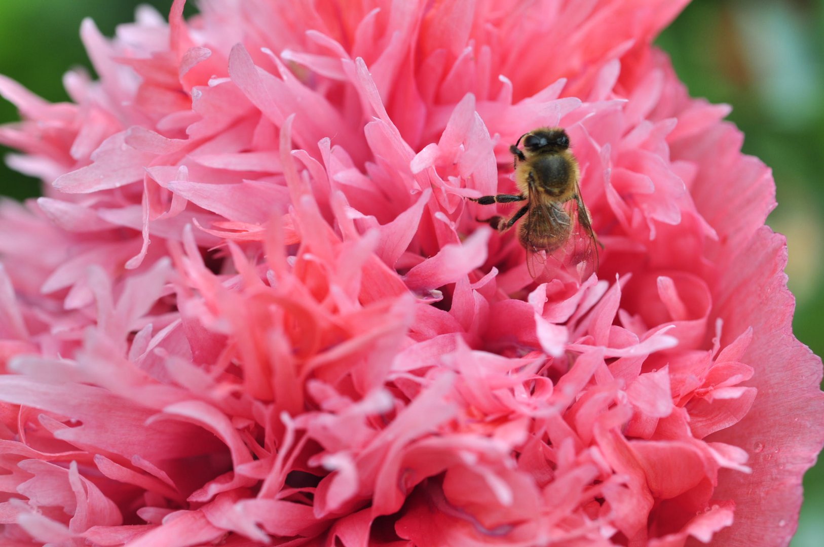 Biene Maja  erkundet den  seltenen Mohn