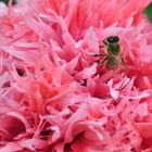 Biene Maja  erkundet den  seltenen Mohn