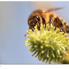 Biene Maja im Ernteinsatz