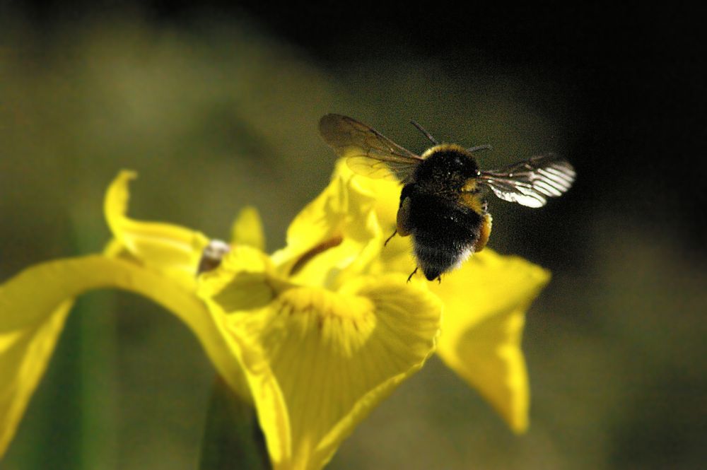 Biene Maja im Landeanflug